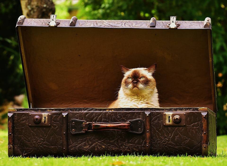 cat in suitcase