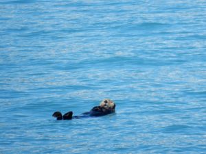Alaska Sea Otter