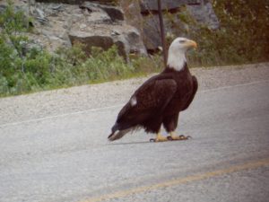 Yukon Eagle